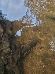 Pacifastacus leniusculus