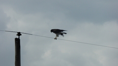Geranoaetus albicaudatus