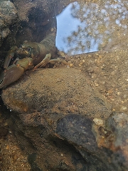 Pacifastacus leniusculus