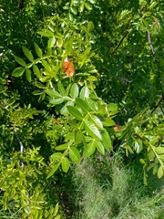 Bursera excelsa