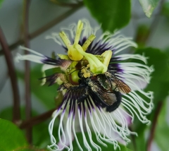 Neoxylocopa