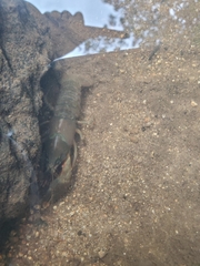 Pacifastacus leniusculus