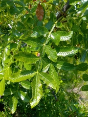 Bursera excelsa