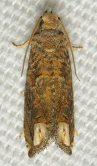Epiblema abruptana