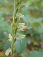 Goodyera oblongifolia