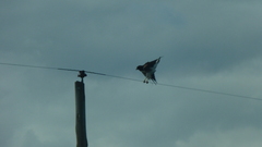 Geranoaetus albicaudatus