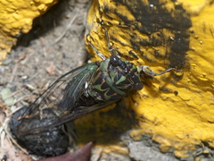 Neotibicen linnei