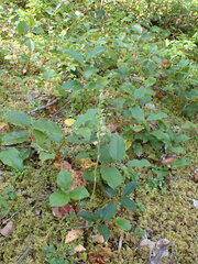 Goodyera oblongifolia