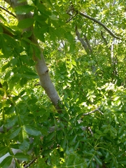 Bursera excelsa