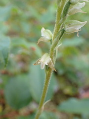 Goodyera oblongifolia