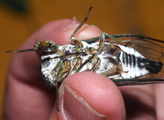 Neotibicen linnei