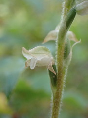 Goodyera oblongifolia