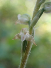 Goodyera oblongifolia