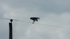 Geranoaetus albicaudatus