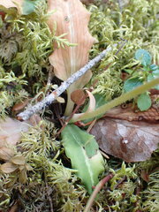 Goodyera oblongifolia