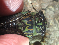 Neotibicen linnei