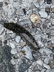 Glossiphoniidae