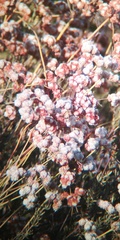 Eriogonum fasciculatum