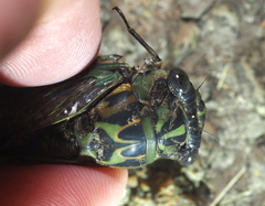 Neotibicen linnei