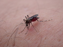 Aedes sierrensis
