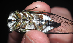 Neotibicen linnei