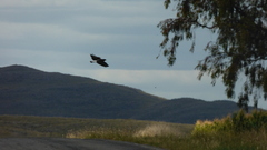 Geranoaetus albicaudatus