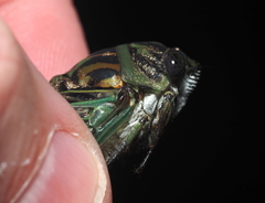 Neotibicen linnei