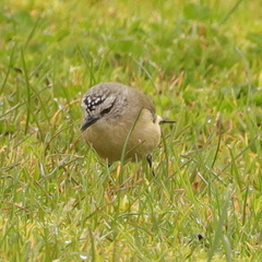 Acanthiza chrysorrhoa