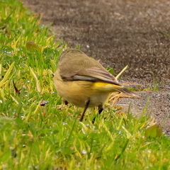 Acanthiza chrysorrhoa