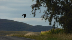 Geranoaetus albicaudatus