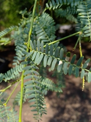 Prosopis
