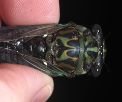 Neotibicen linnei