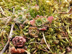 Micranthes ferruginea