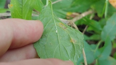 Coleosporium campanulae