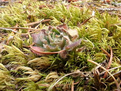 Micranthes ferruginea