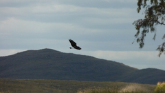 Geranoaetus albicaudatus