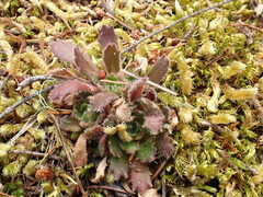 Micranthes ferruginea