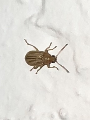 Western Brown Colaspis Leaf Beetle