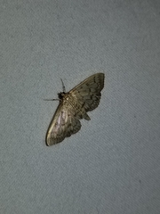 Herpetogramma