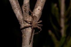 Isopedella saundersi