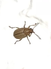 Colaspis hesperia