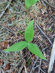 Trillium ovatum