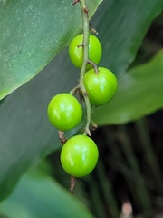 Alpinia intermedia