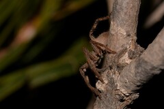 Isopedella saundersi