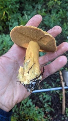 Suillus tomentosus