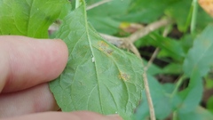 Coleosporium campanulae