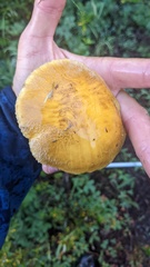 Suillus tomentosus
