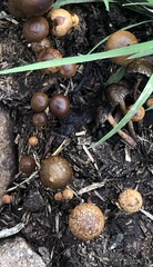 Deconica