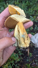 Suillus tomentosus