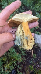 Suillus tomentosus